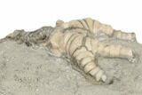 Crinoid (Barycrinus) Fossil - Crawfordsville, Indiana #188687-3